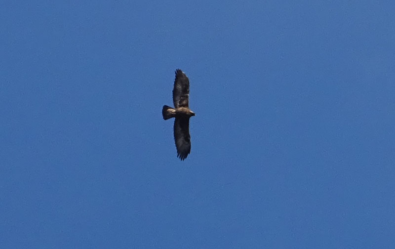 foto brutte 6: Aquila chrysaetos - Accipitridae (Aquila reale)